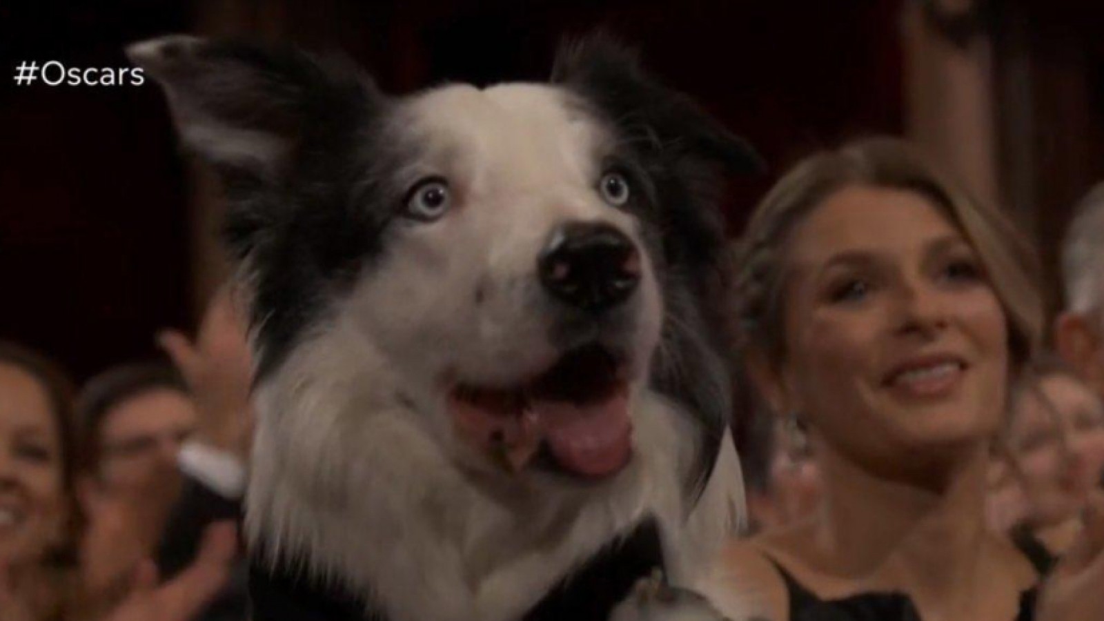 Messi, el perrito, participó de la ceremonia de los Oscars 2024
