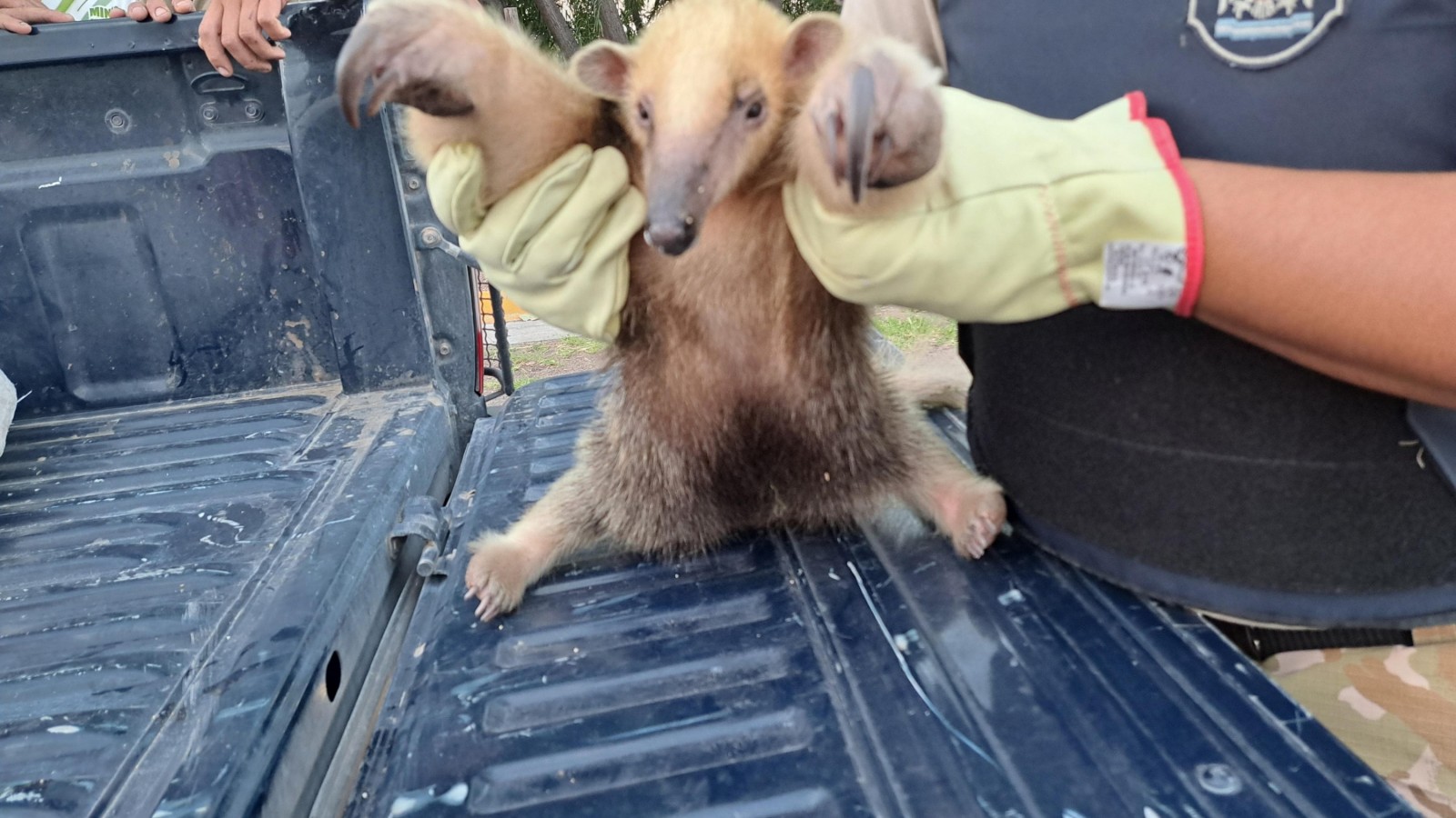 Lo capturaron en Junín. La policía rural atrapó y rescató a un oso hormiguero, melero o tamanduá