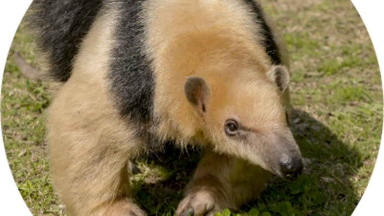 Lo capturaron en Junín. La policía rural atrapó y rescató a un oso hormiguero, melero o tamanduá