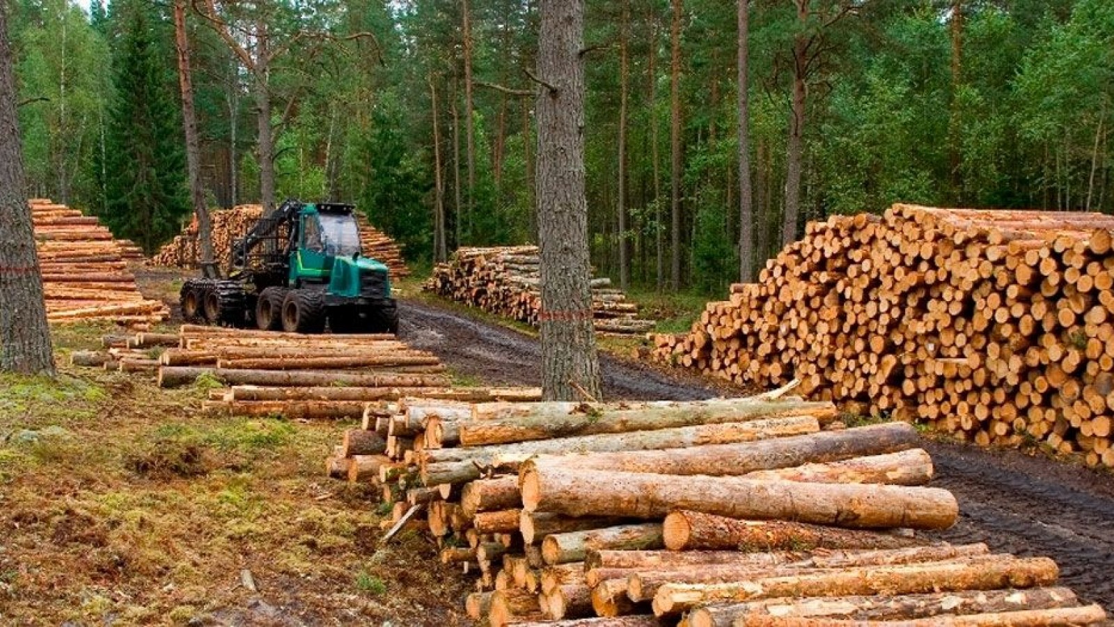En los últimos dos meses la industria de la madera cayó un 40%