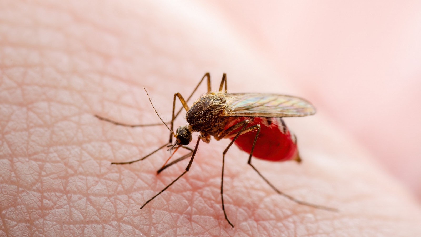 Brote de dengue en Argentina, cómo evitarlo y cómo combatir al mosquito que lo transmite