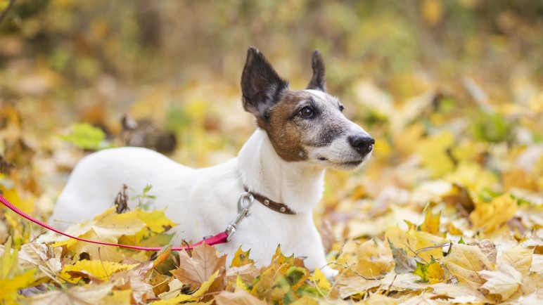 Cómo cuidar las mascotas en otoño: los últimos tips para mantenerlos saludables y lejos de la veterinaria