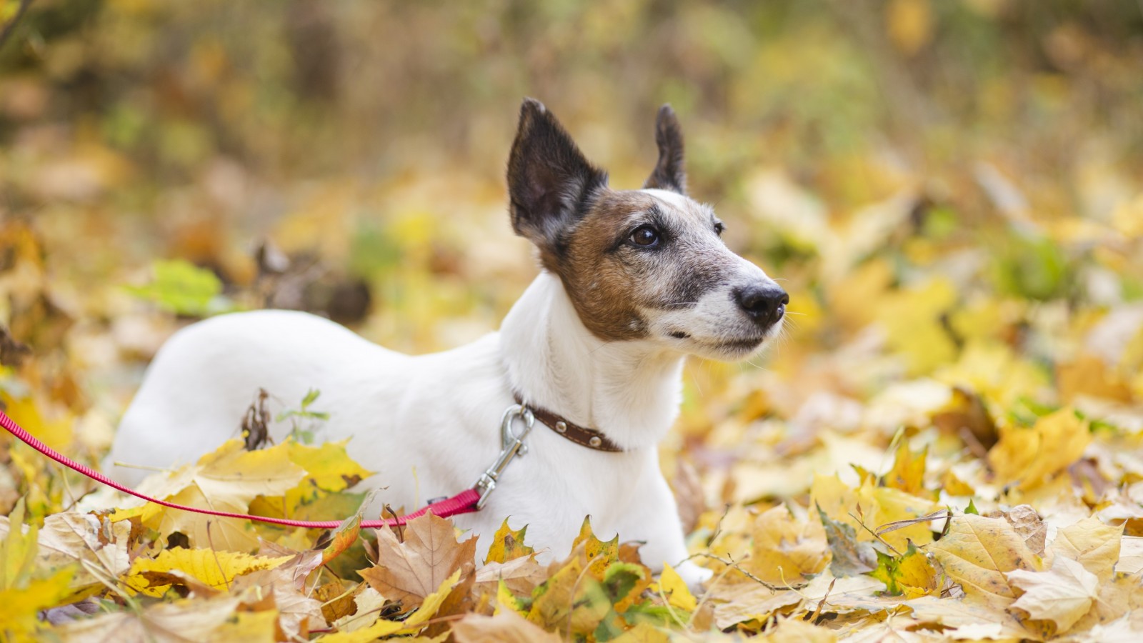 Cómo cuidar las mascotas en otoño: los últimos tips para mantenerlos saludables y lejos de la veterinaria