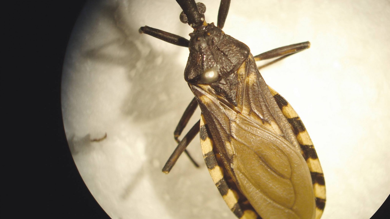 Más de un millón setecientas mil personas en Argentina, infectadas con el mal de Chagas