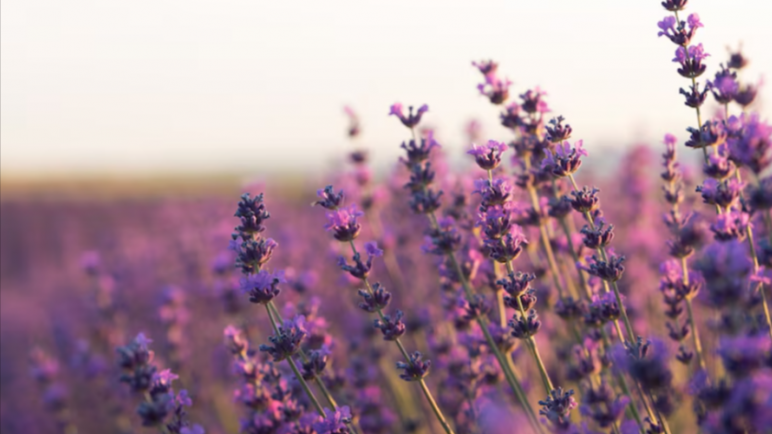 Las 9 plantas que adornan el jardín y sirven como repelente para mosquitos