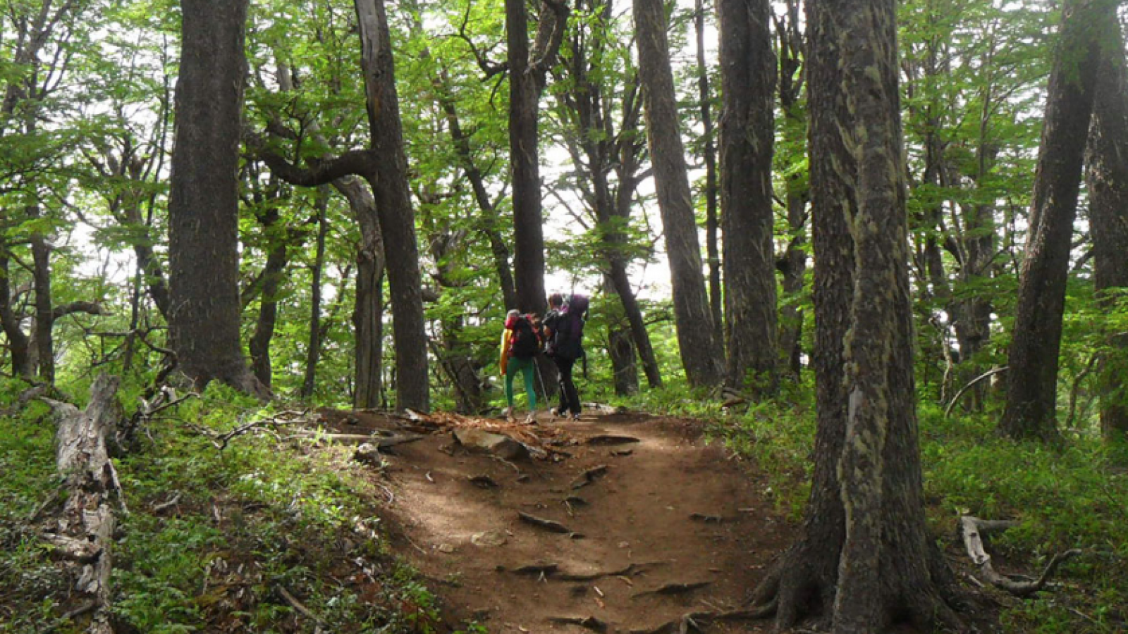 Restauración de Ecosistemas: en qué consisten estas acciones fundamentales