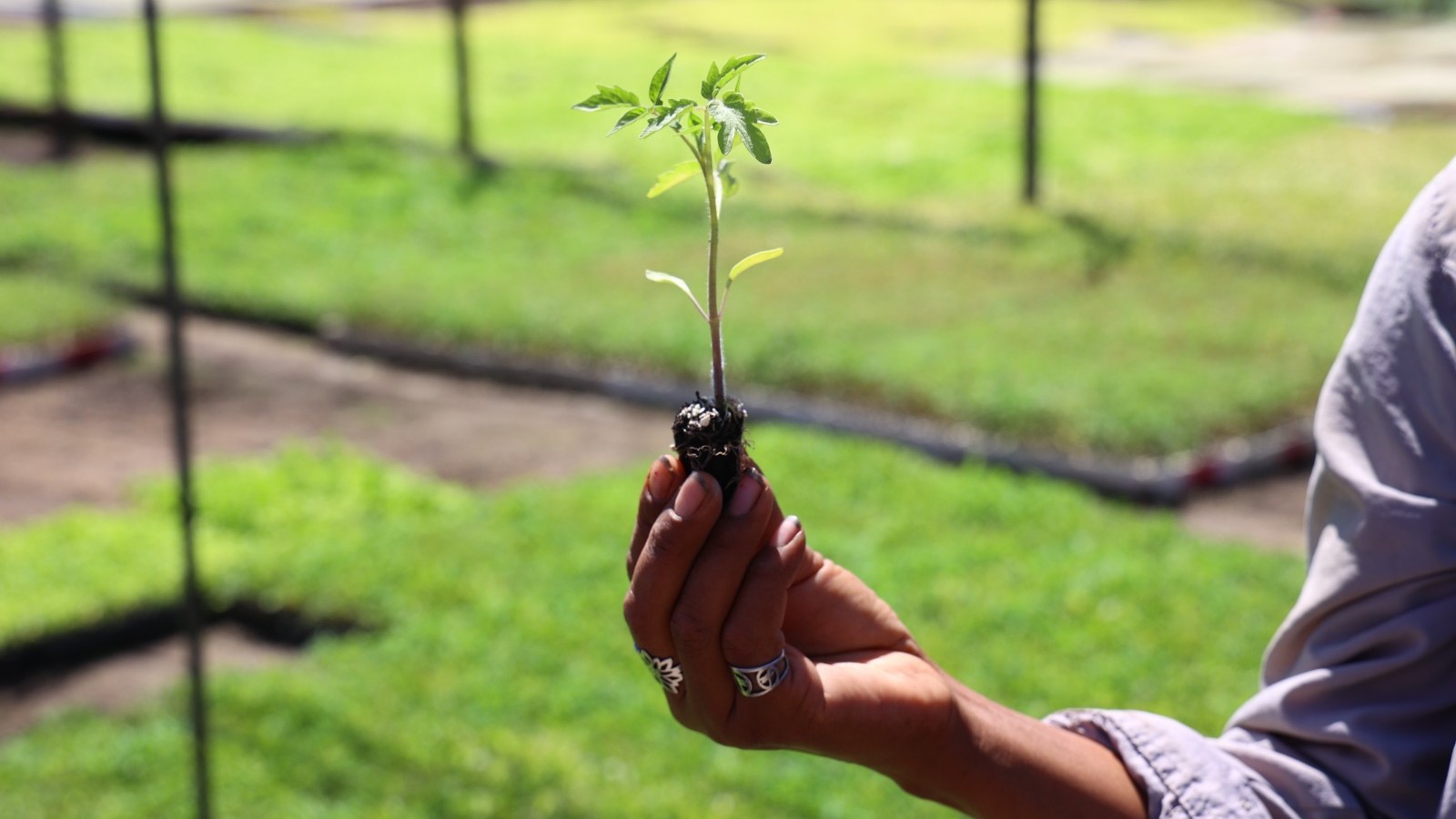 Maipú impulsa las huertas familiares con charlas y semillas para todos los vecinos