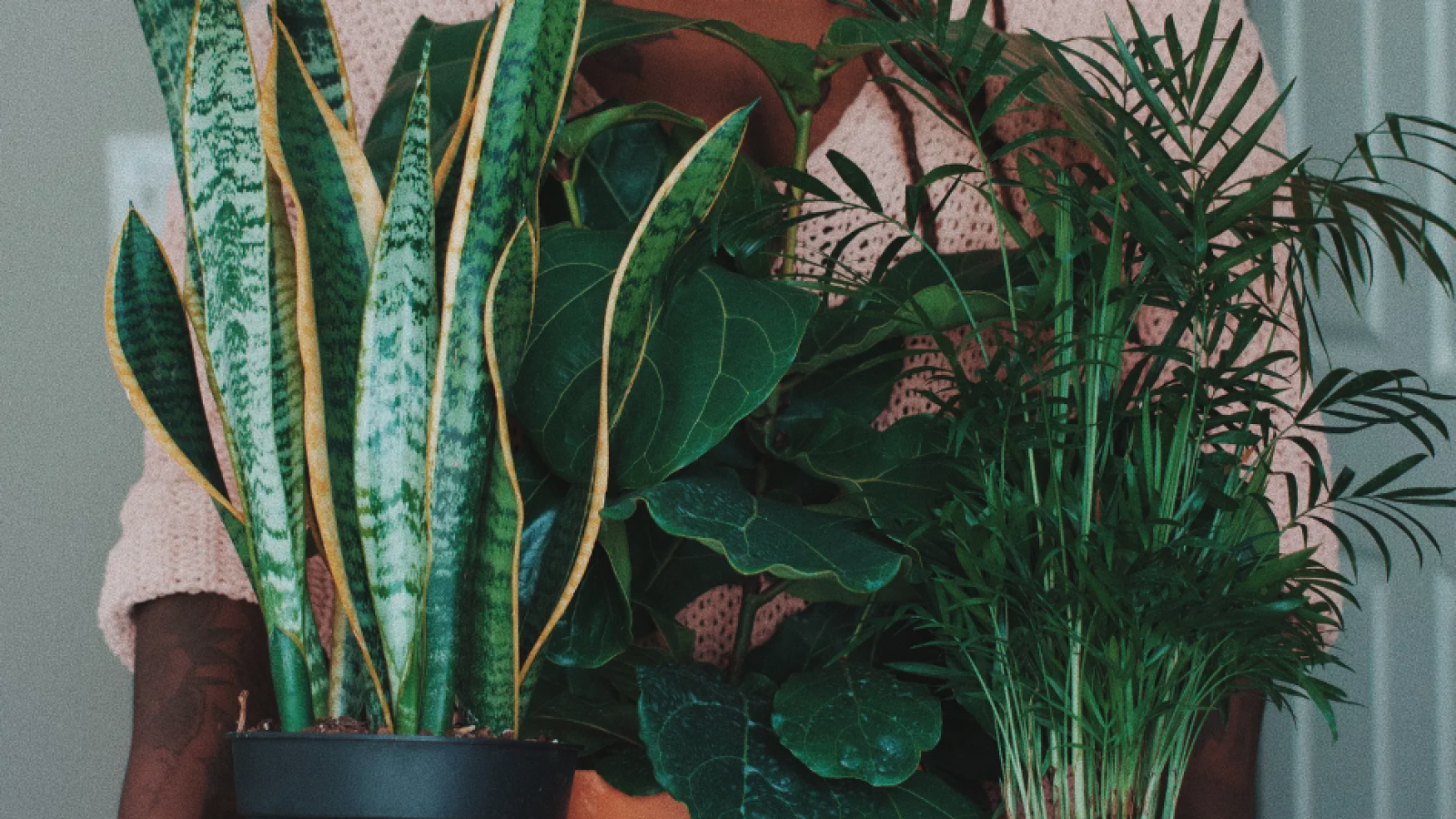 Plantas de interior: cuáles son las mejores para Mendoza