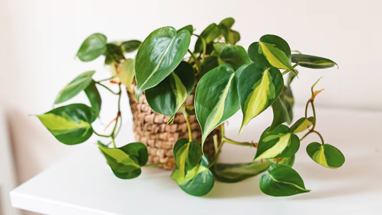 Plantas de interior: cómo cuidarlas en invierno