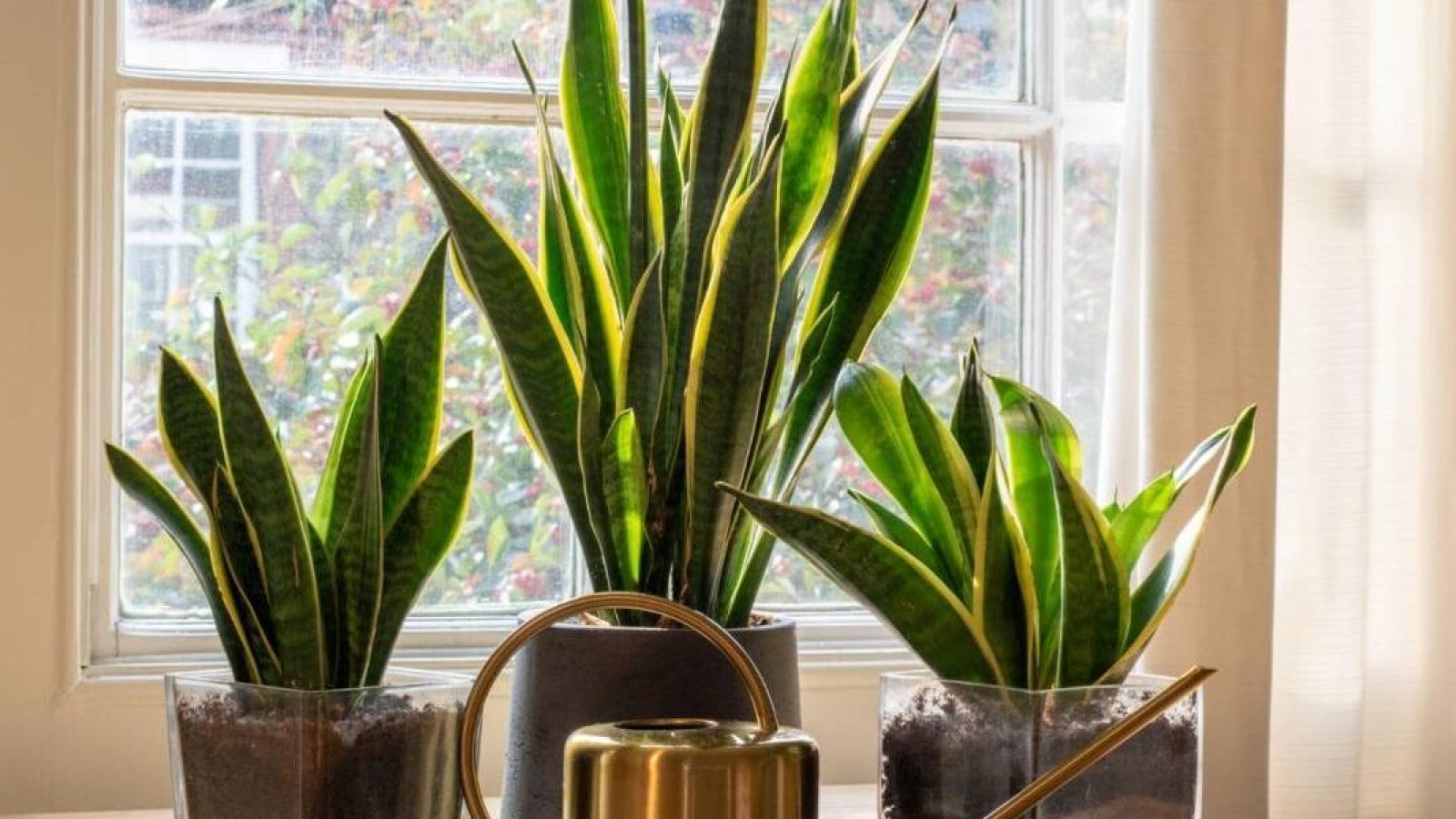 Lengua de Suegra en la casa: dónde sí y dónde no