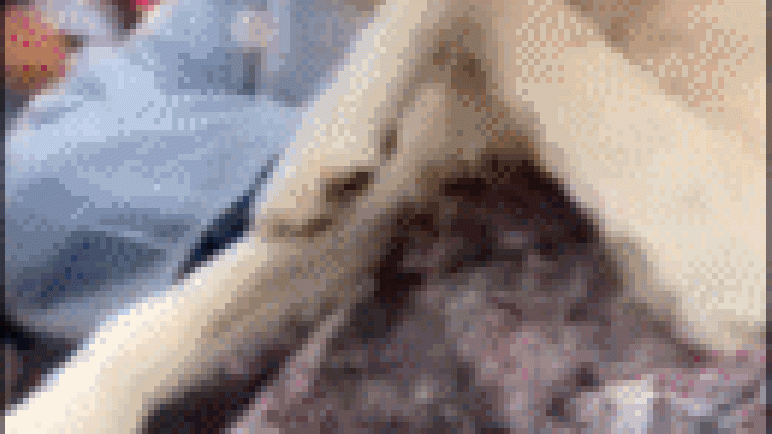 El trauma de los perritos que son rescatados en las inundaciones de Brasil