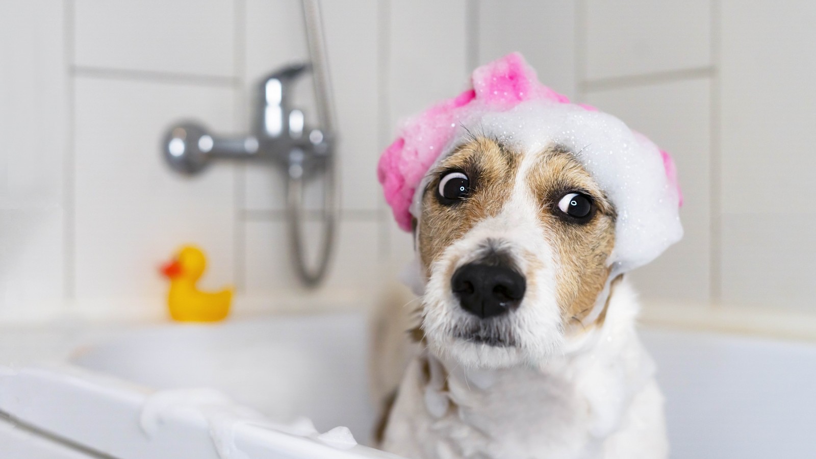 Cómo bañar a tu perro y que sea una experiencia placentera para ambos