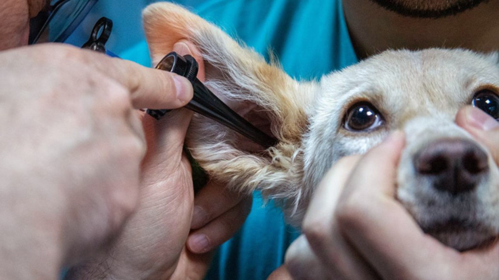 Otitis en perros: cómo prevenirla