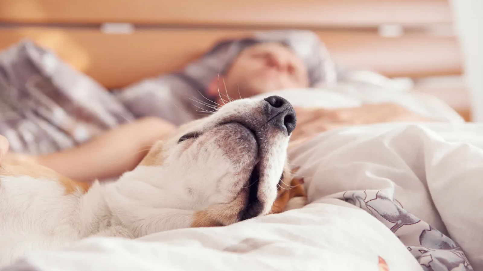 Perros en la cama: ¿hago bien o mal si duermen conmigo?