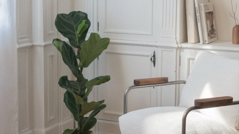 Purificación del hogar: Feng Shui para un ambiente saludable