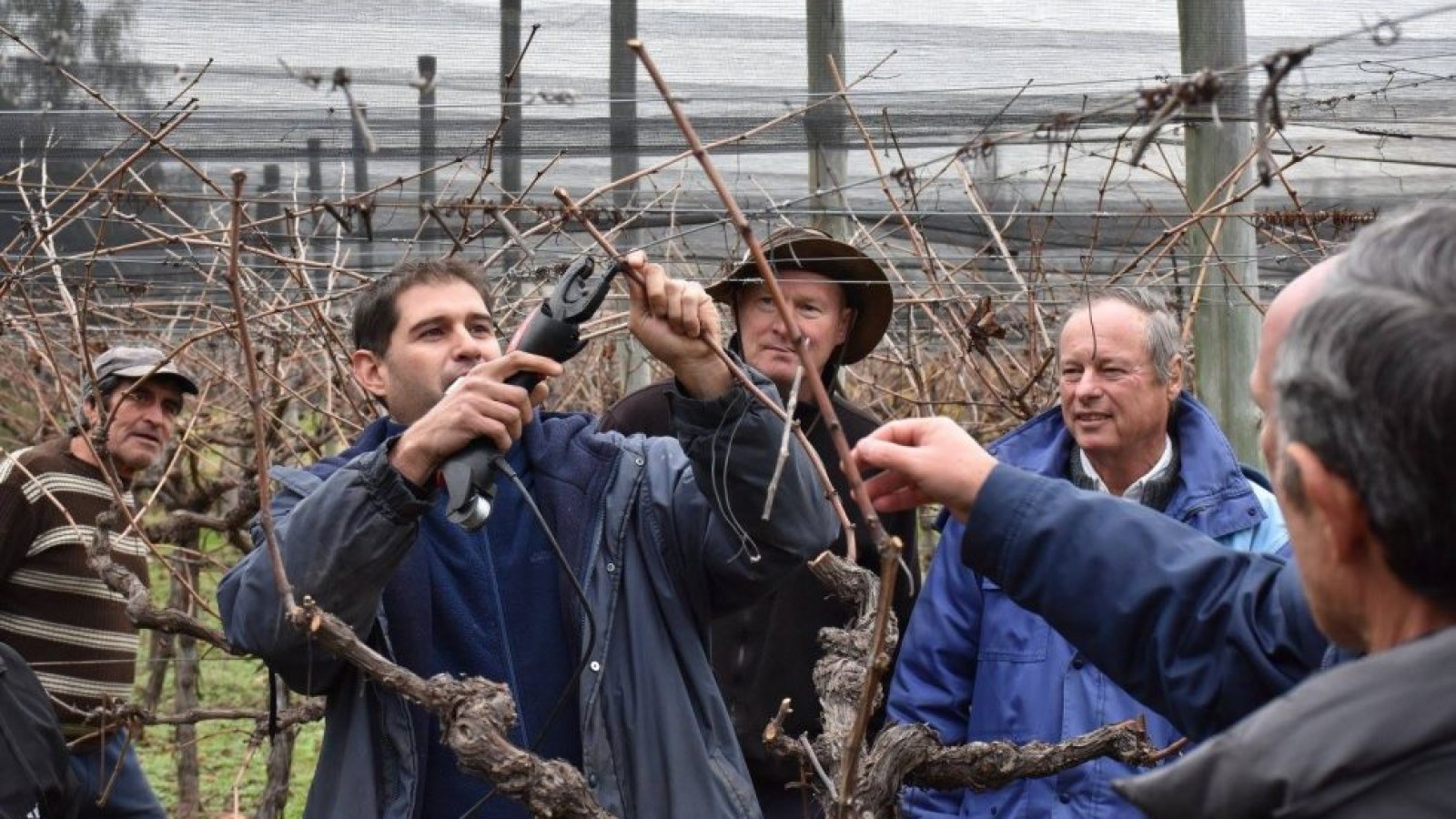 El municipio brindará capacitaciones en poda de viña y frutales