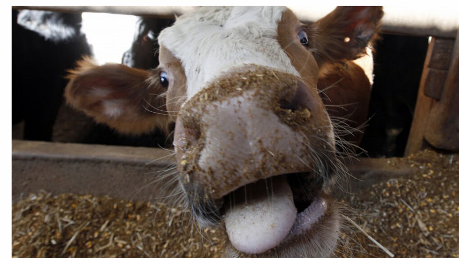 Victoria de opositores en COPROSAMEN le otorga argumento a las dudas