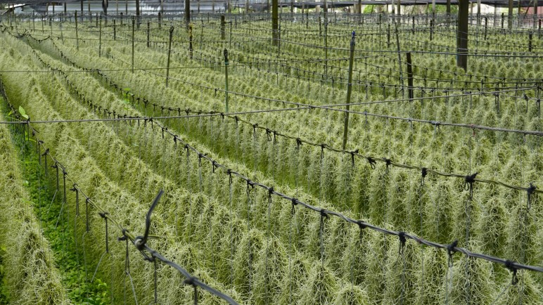 Cannabis versus Vino. La convivencia y competencia de estos cultivos en Argentina