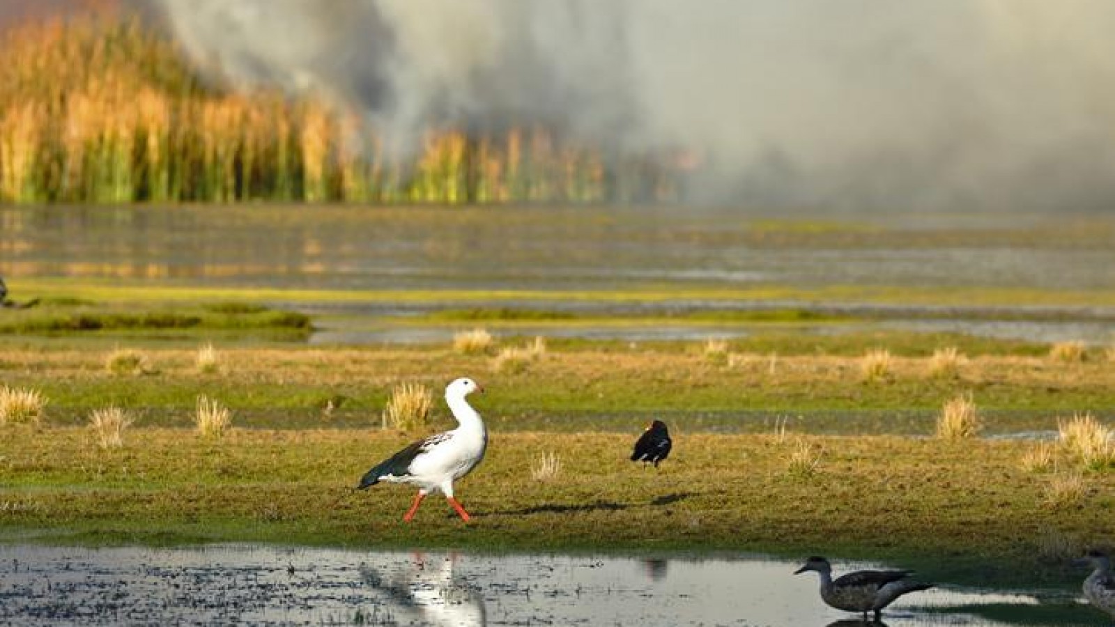 El impacto del cambio climático en la biodiversidad de Mendoza