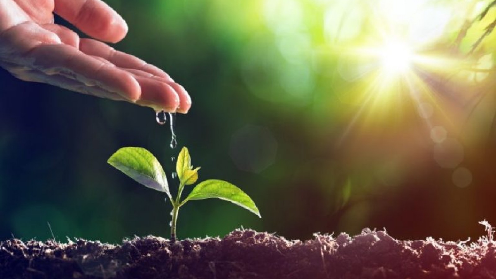 Agricultura sostenible: un futuro posible para Argentina