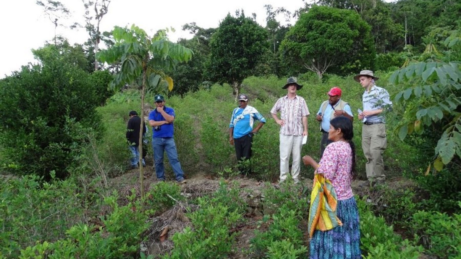 El desafío de la reforestación en Argentina: iniciativas y logros