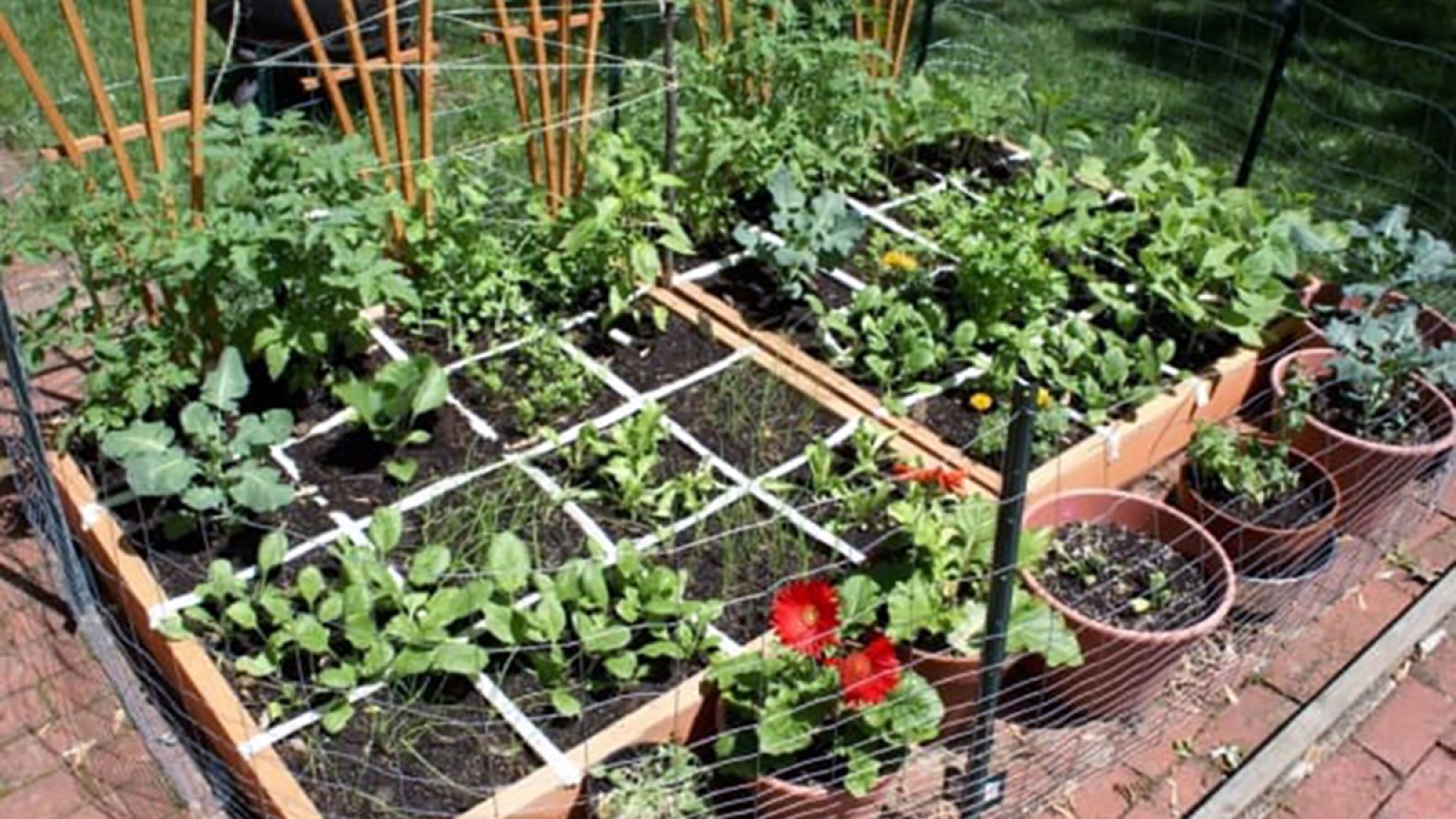 Introducción a la huerta en casa en Mendoza