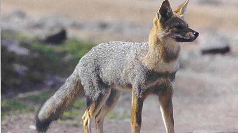 La importancia de proteger la fauna autóctona de Mendoza