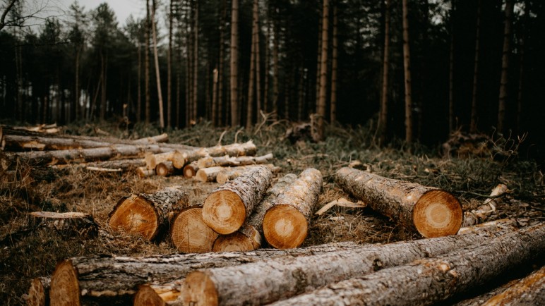 Políticas públicas y conservación de bosques en Argentina