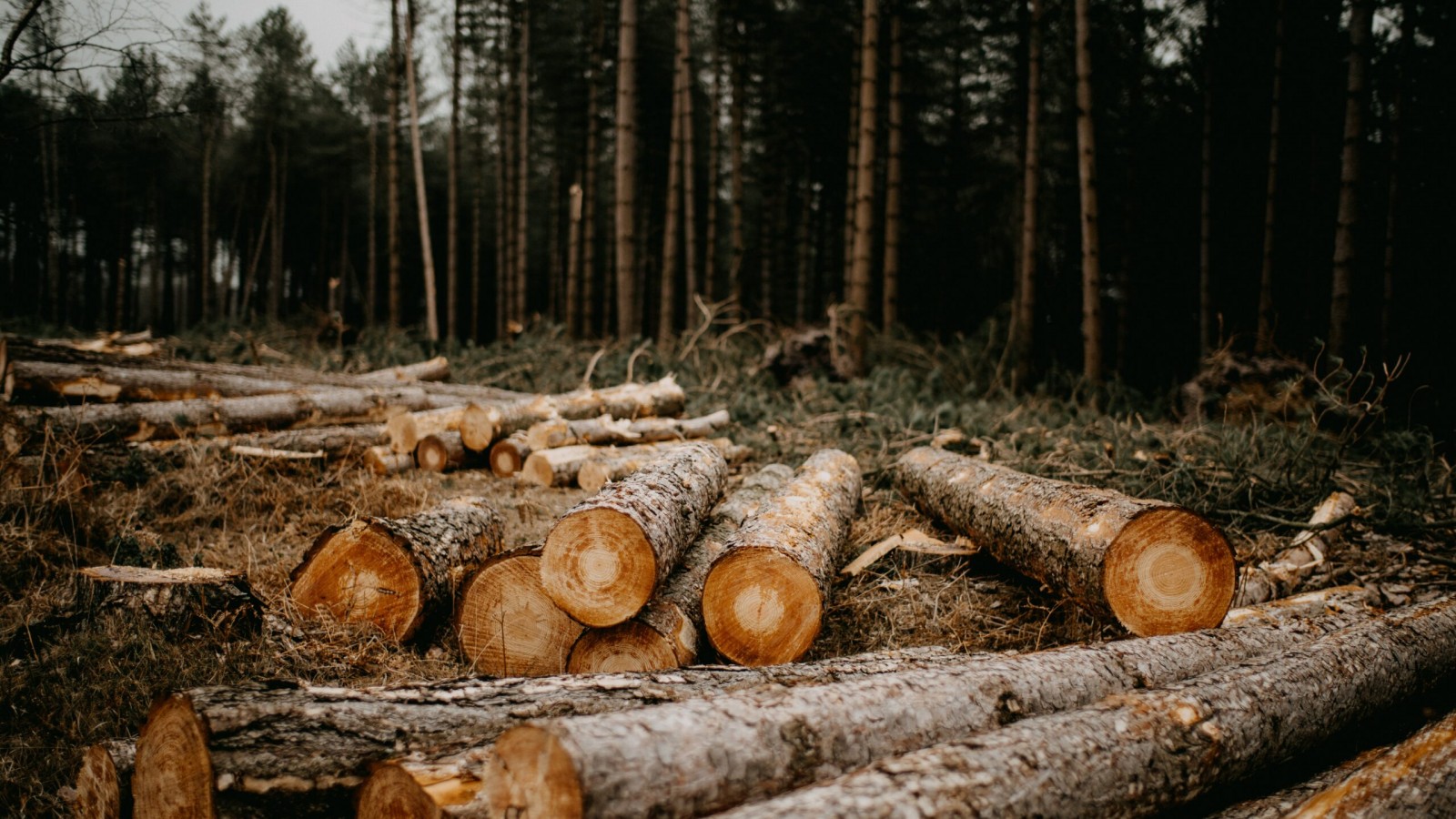 Políticas públicas y conservación de bosques en Argentina