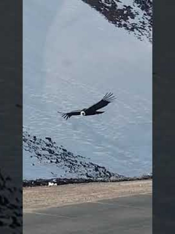 Cóndores en el Corredor Bioceánico. Un espectáculo de la naturaleza