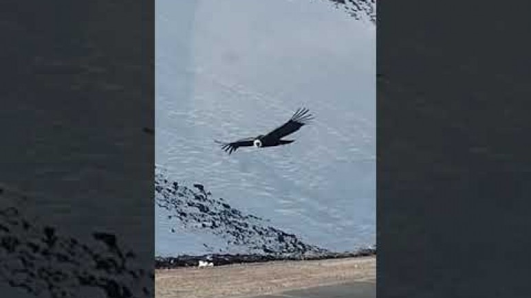 Cóndores en el Corredor Bioceánico. Un espectáculo de la naturaleza