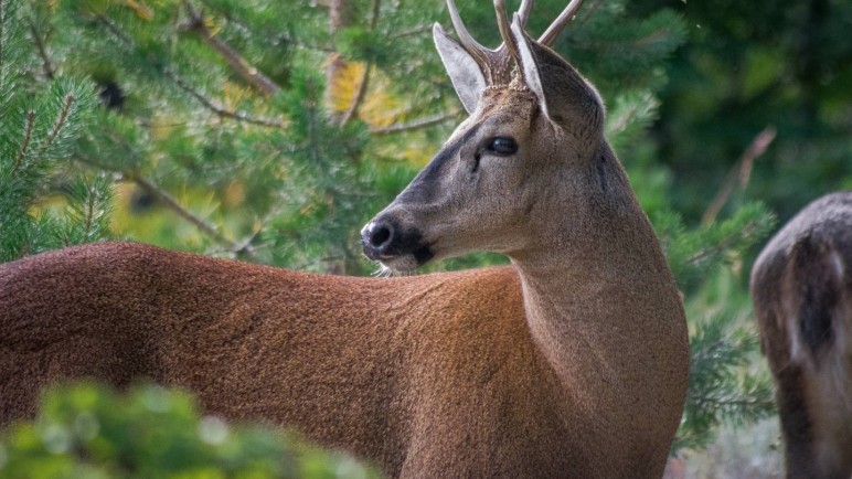 Especies en peligro de extinción en Argentina