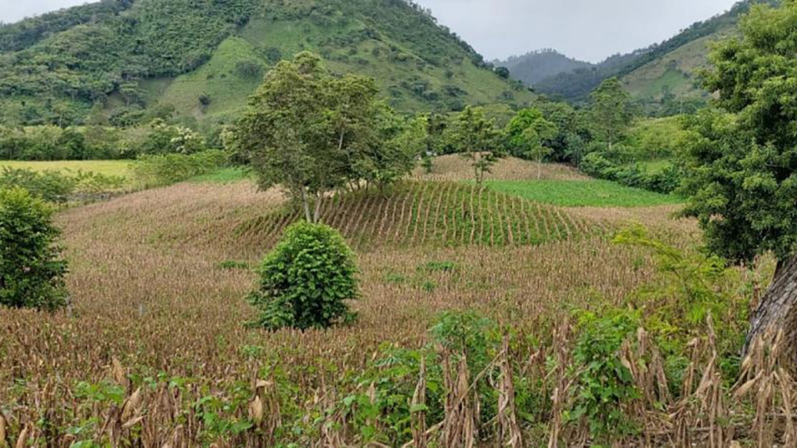 La agroforestería como herramienta de agricultura sostenible