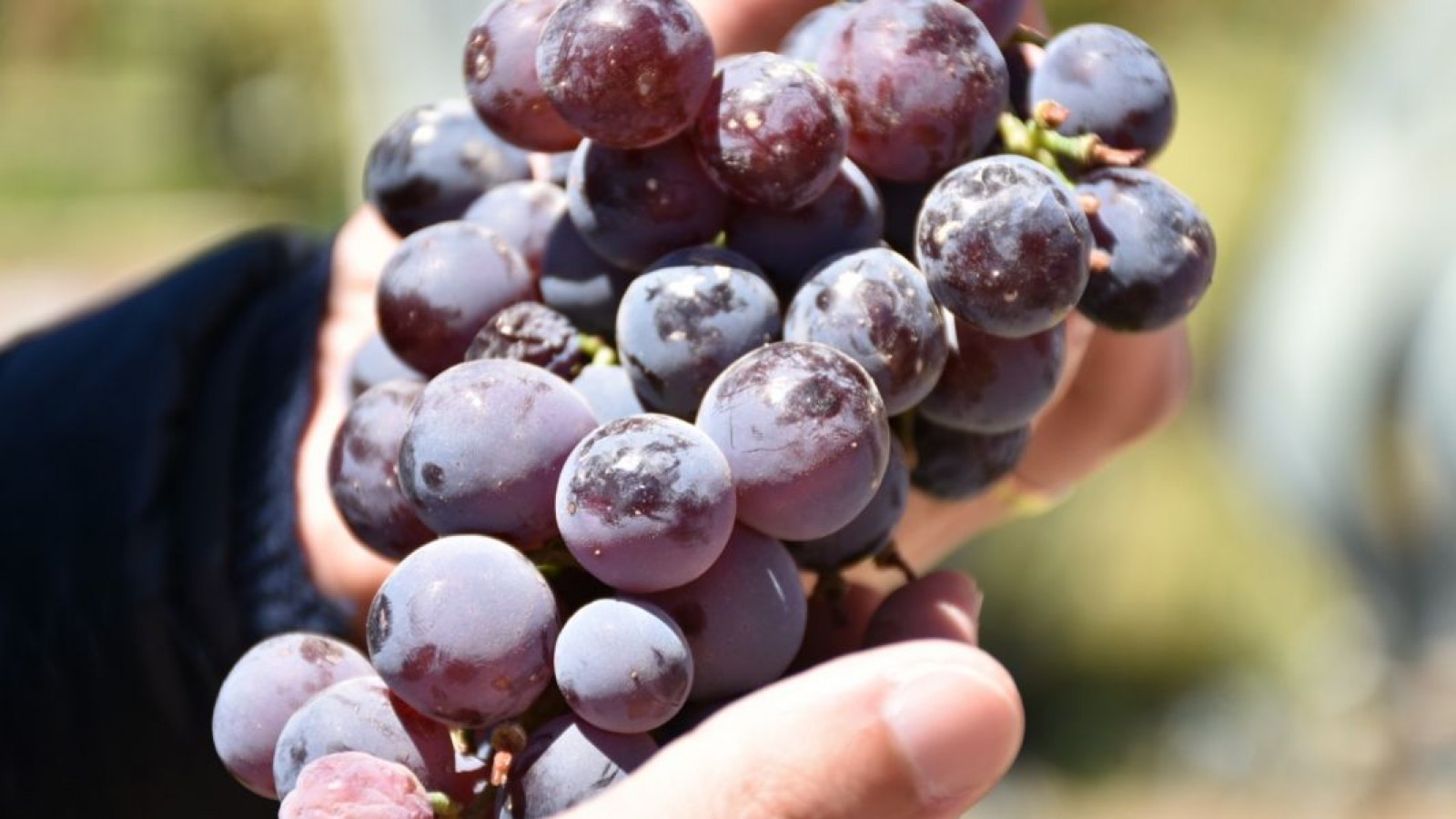 El gobierno de Javier Milei no enviará los fondos para combatir la polilla de la vid