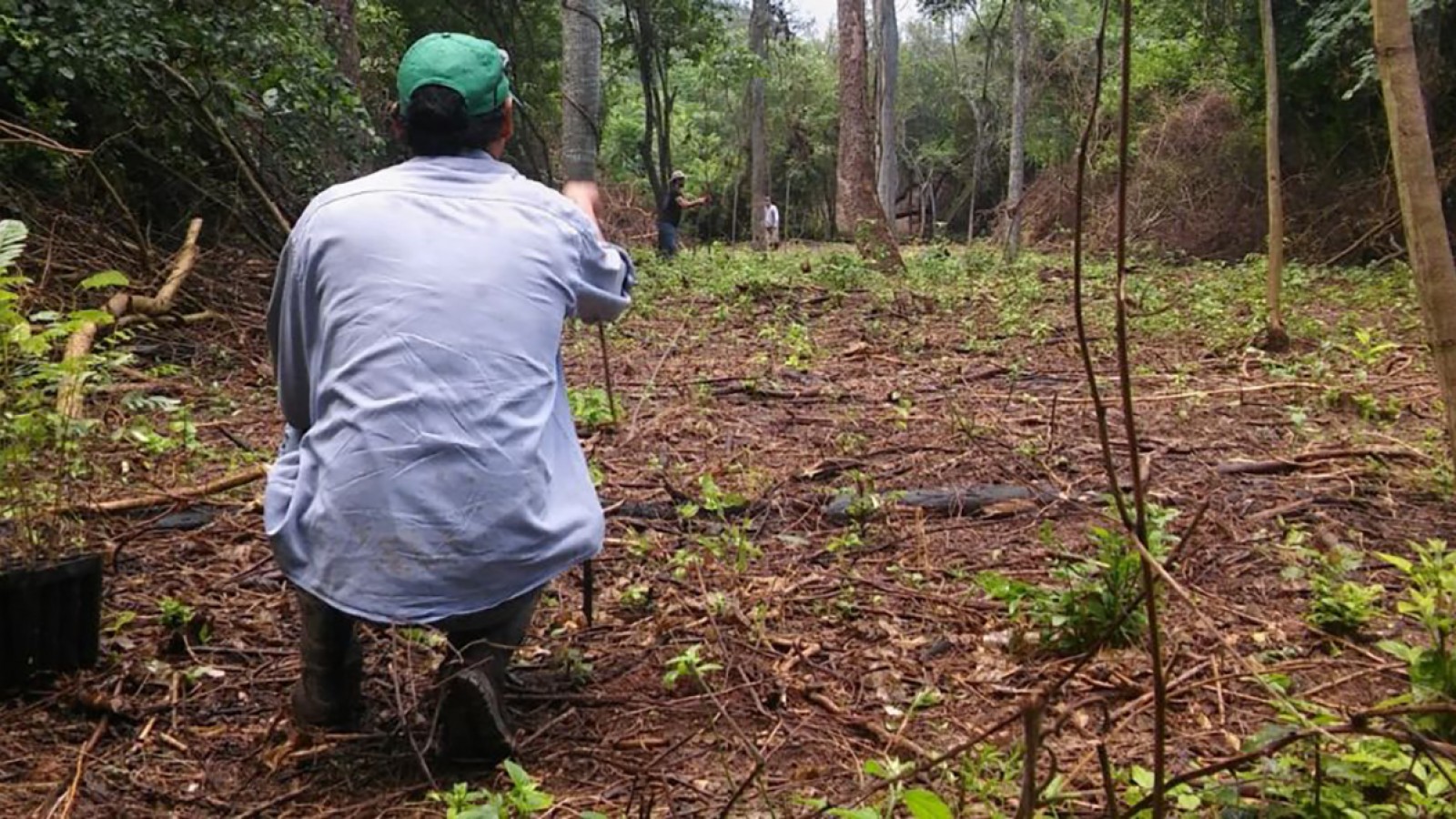 Reforestación en las Yungas: un modelo de éxito