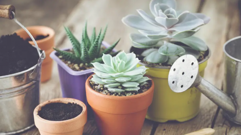 Ventajas de las plantas suculentas en interiores mendocinos