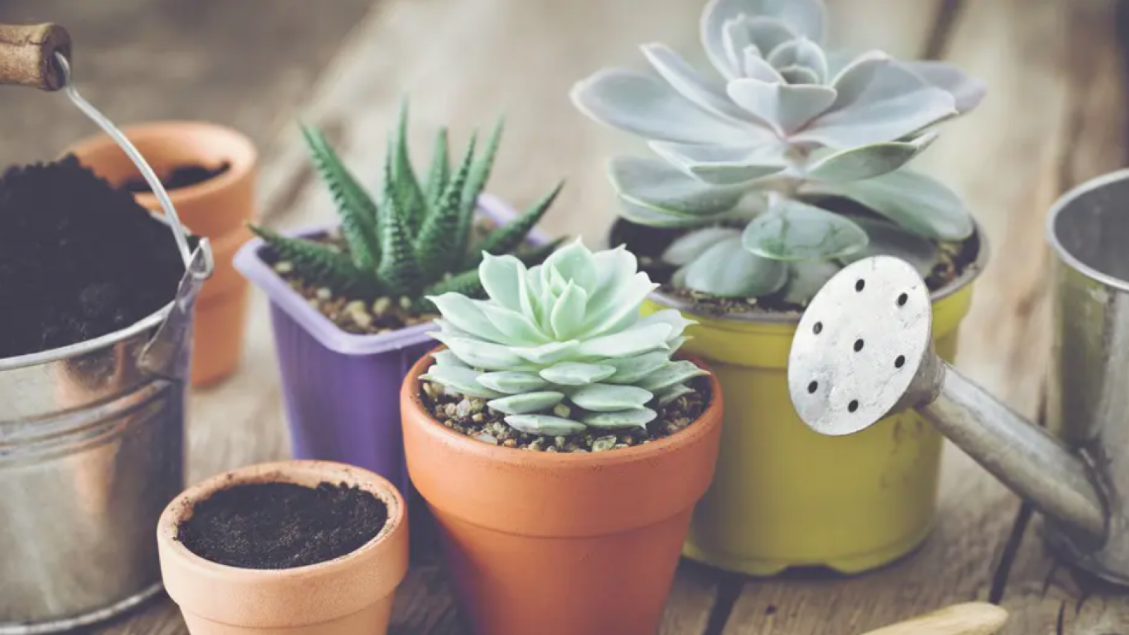 Ventajas de las plantas suculentas en interiores mendocinos