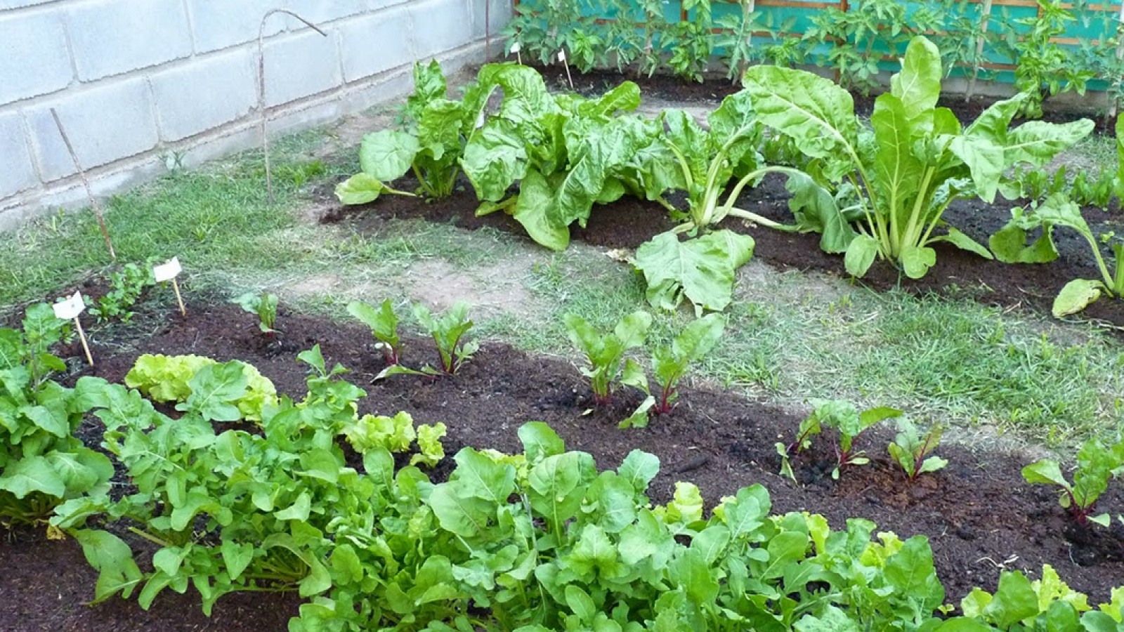 Selección de hortalizas: cómo hacer una huerta en casa, en Mendoza