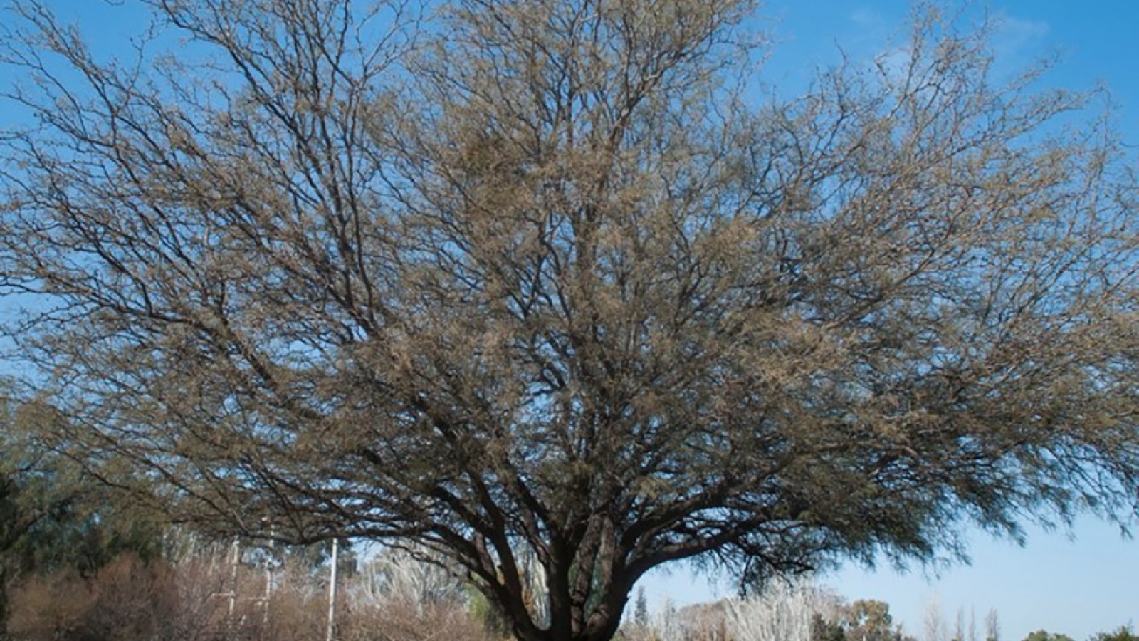 La flora autóctona de Mendoza y su papel en el ecosistema