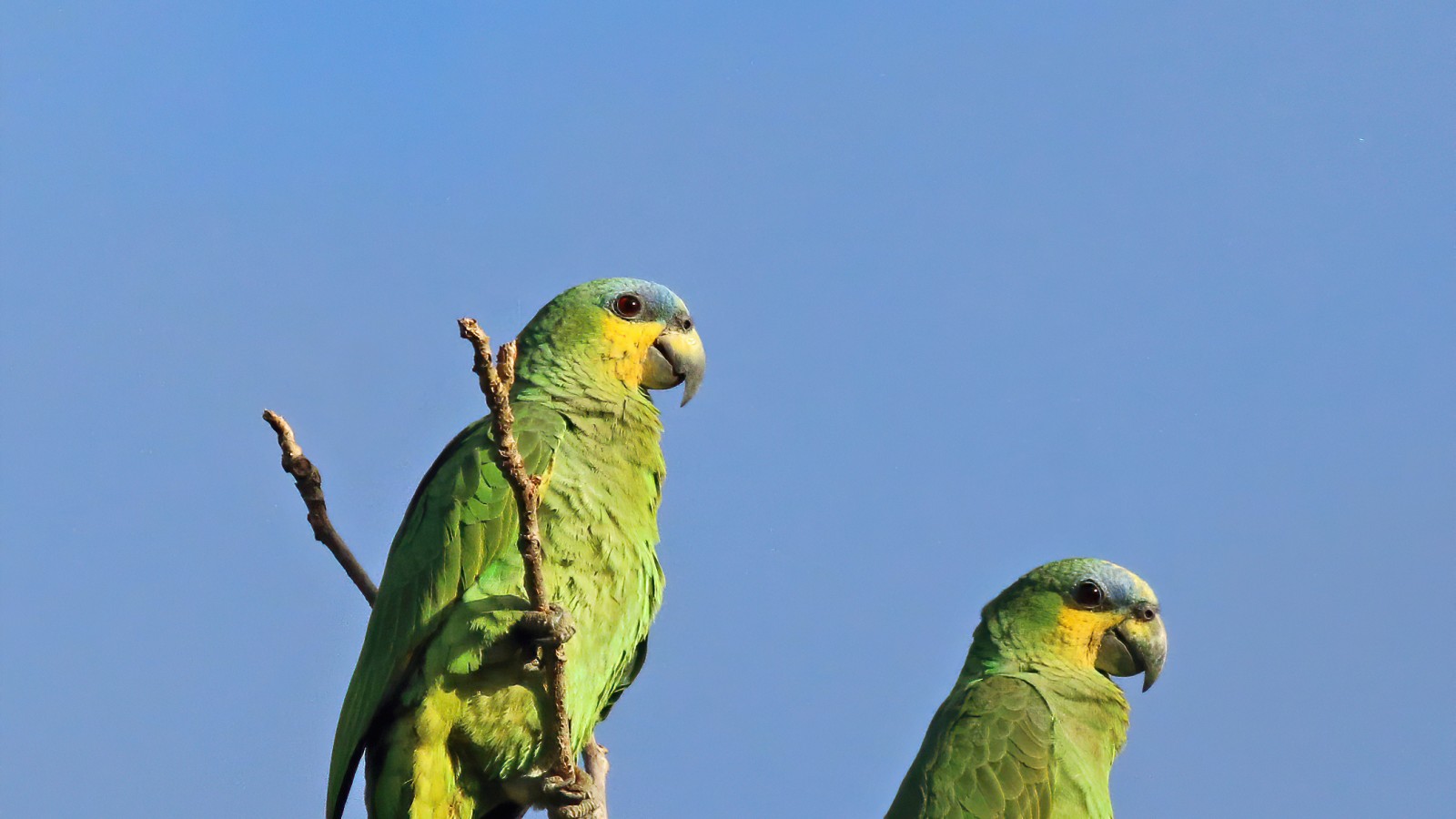 Impiden tráfico de aves mediante operativos de Gendarmería