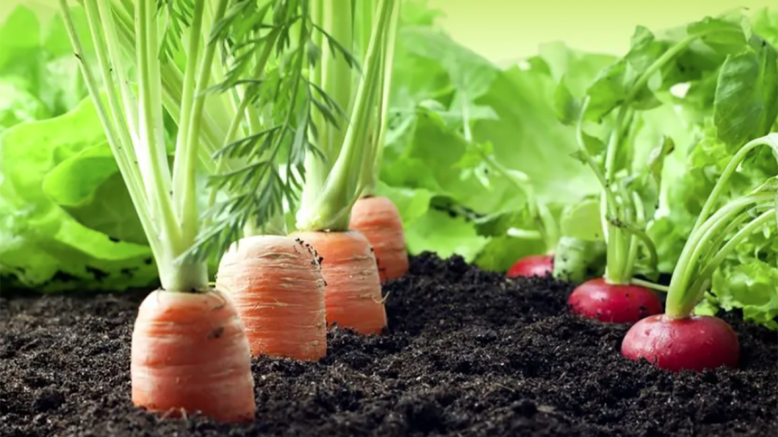 El papel de la agricultura de conservación en la sostenibilidad