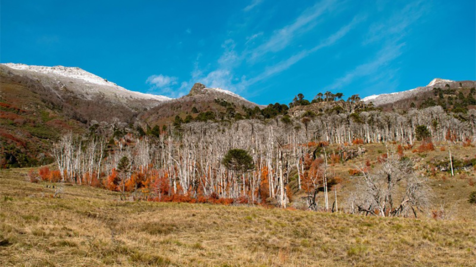 Reforestación de la Patagonia: un esfuerzo monumental