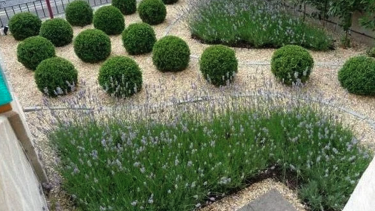 Jardines pequeños: cómo maximizar el espacio con diseño inteligente y creatividad