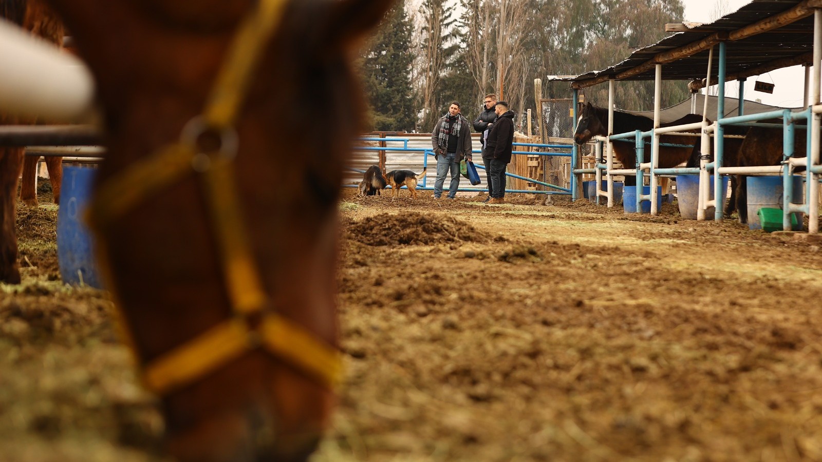 Maipú Municipio protege a los equinos de PEMPA