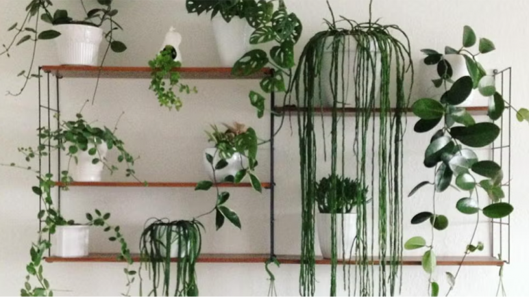 Beneficios de las plantas colgantes en interiores mendocinos