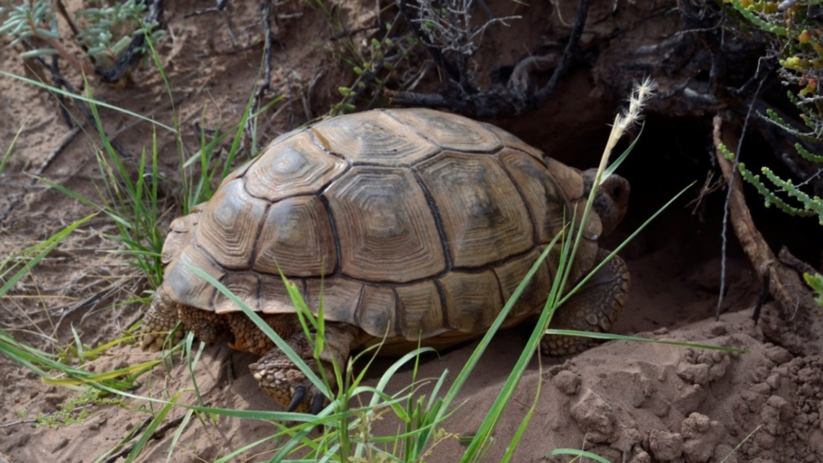 El rol de las áreas protegidas en la conservación de especies