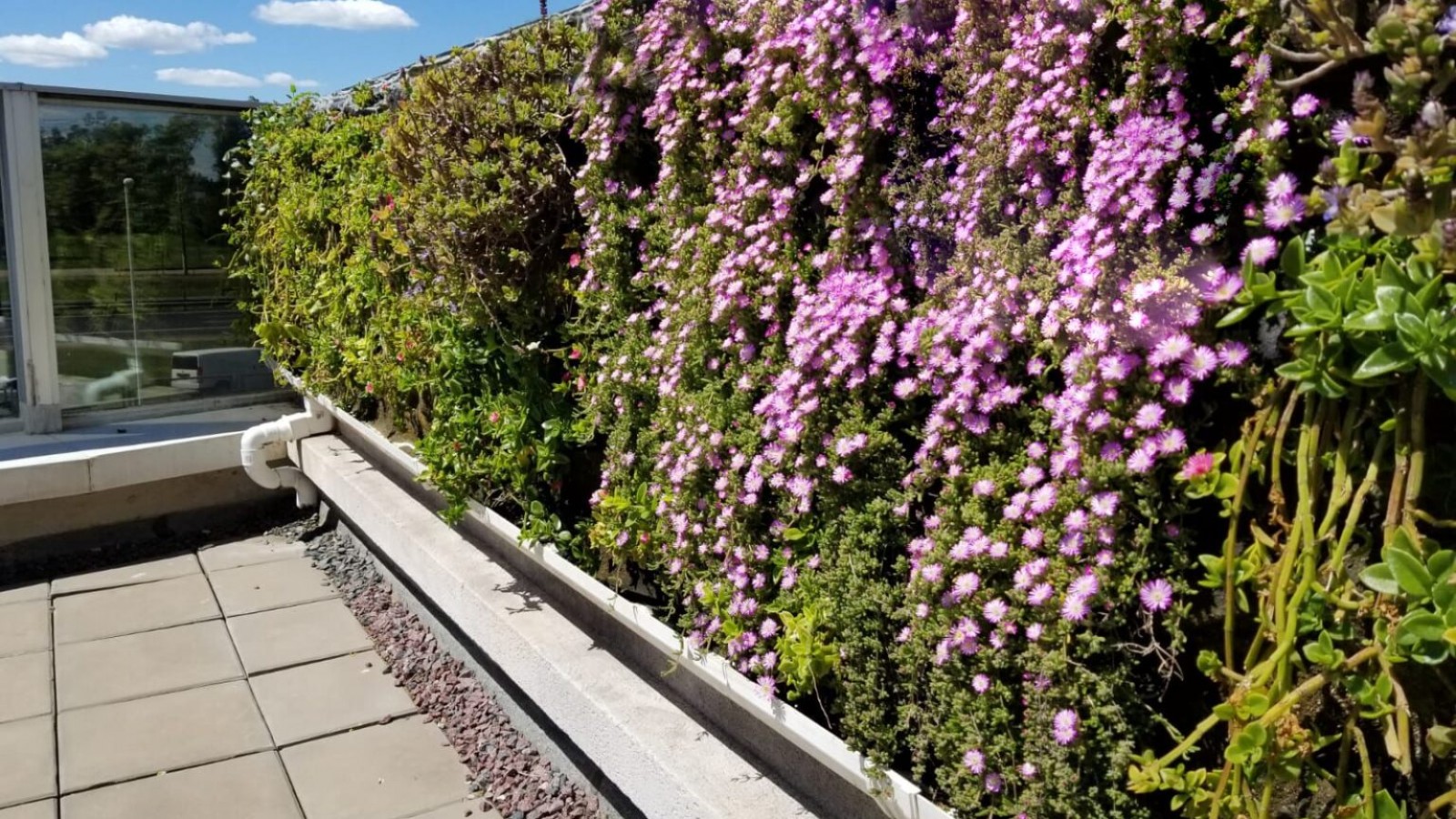 Paisajismo sostenible: cómo crear un jardín que cuide el planeta