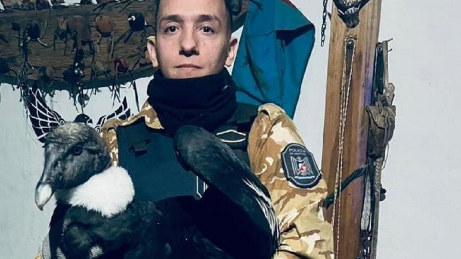 Rescataron un cóndor y será rehabilitado para regresarlo a su hábitat