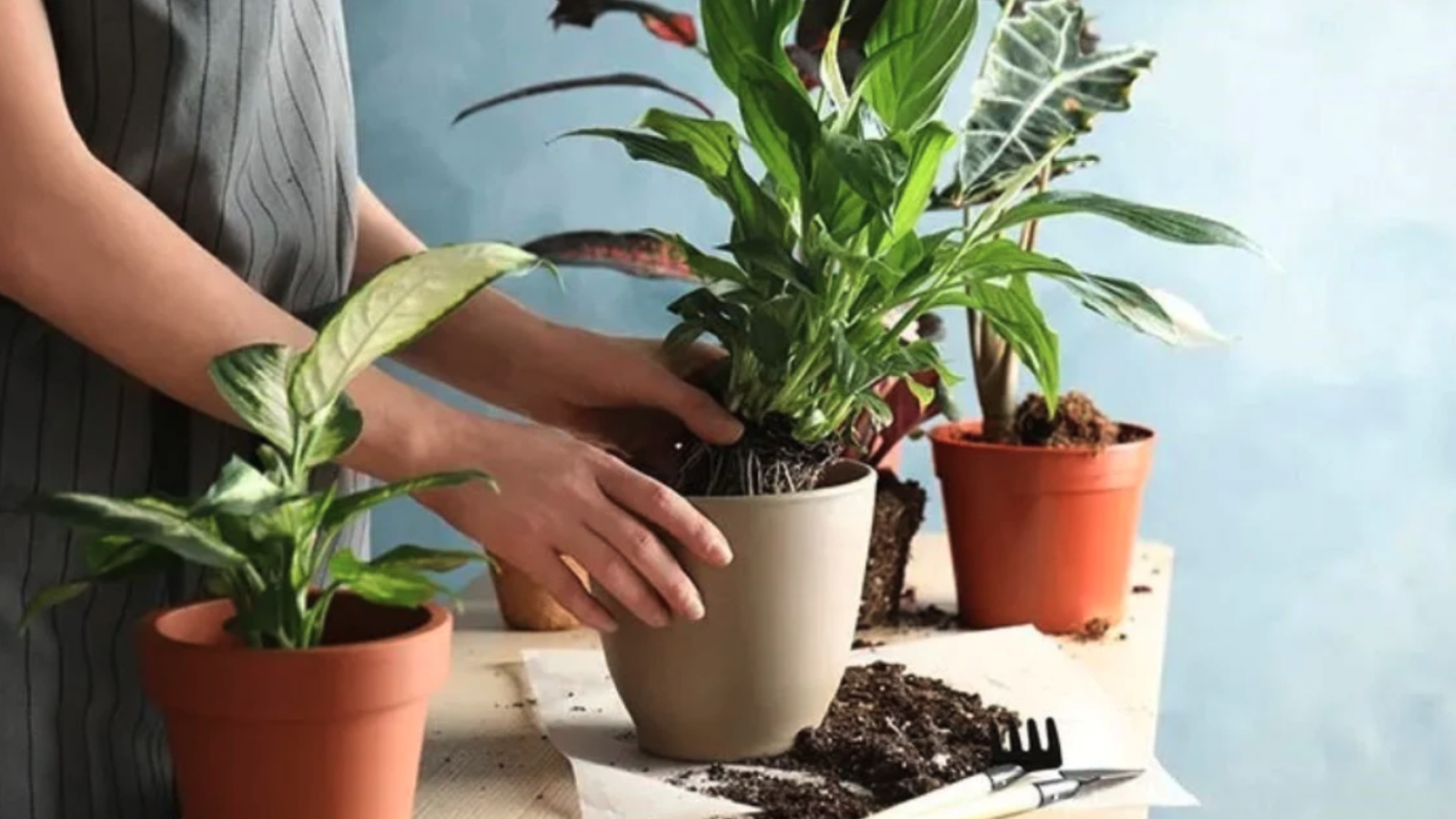 Técnicas avanzadas de trasplante para macetas en Mendoza