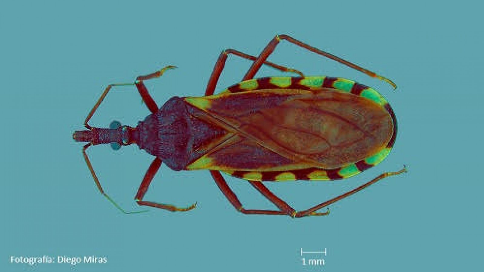Chagas: Avances y Desafíos a Más de un Siglo de su Descubrimiento